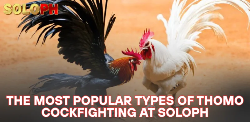 Thomo Cockfighting - The Most Attractive Classic Entertainment 2025 2 check out the most popular types of Thomo cockfighting at SOLOPH