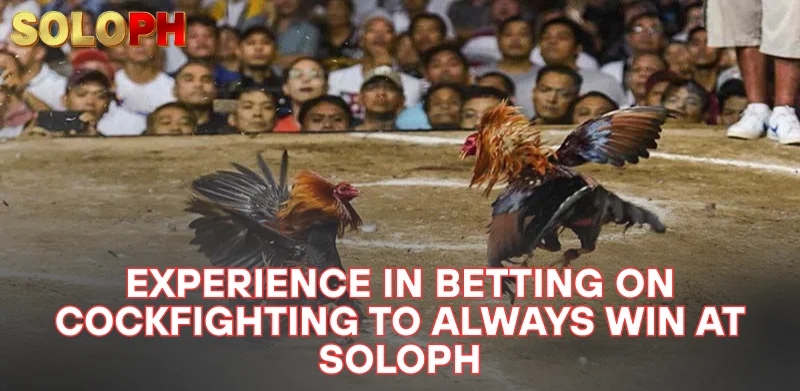 Thomo Cockfighting - The Most Attractive Classic Entertainment 2025 3 experience in betting on cockfighting to always win at SOLOPH