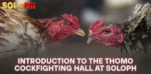 introduction to the Thomo cockfighting hall at SOLOPH